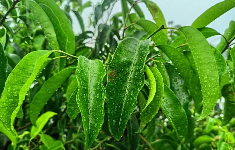 আজ দুপুরে হঠাৎ বৃষ্টি নেমেছে। কমতে শুরু করেছে ভ্যাপসা গরম। ছবি: মাহবুব আলম