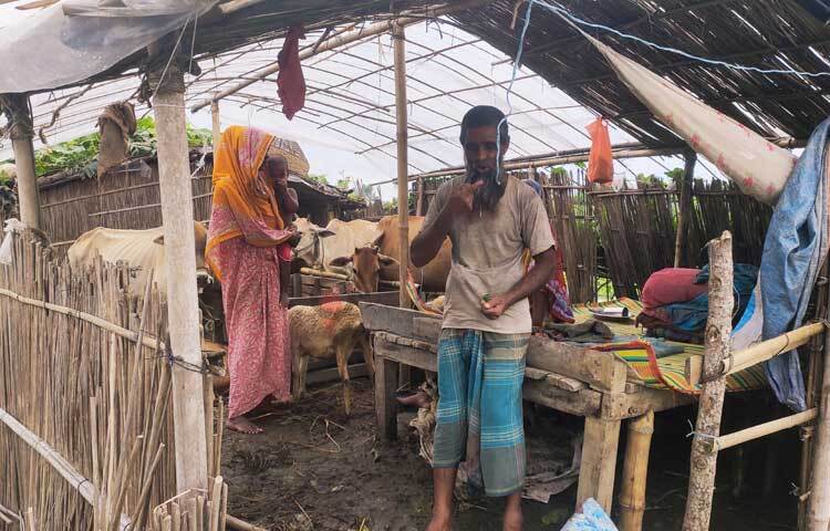 চারপাশ ডুবে আছে বন্যার পানিতে। উঁচু স্থানে বেঁধে রাখা হয়ে বাড়ির গবাদি পশুগুলোকে। ছবি: ফজলুল করিম ফারাজী