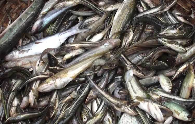 পোনা ও ডিমওয়ালা মাছে সয়লাব কিশোরগঞ্জের বাজার। প্রতিদিনই বাজারে উঠছে বিভিন্ন প্রজাতির পোনা ও ডিমওয়ালা মাছ।  ছবি: এসকে রাসেল