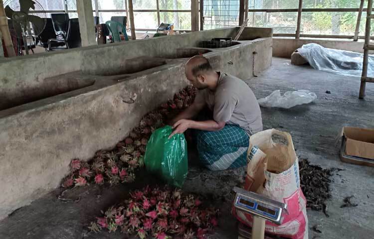 বর্তমানে সজীবের বাগানে ১০ জন কর্মচারী কাজ করেন। ছবি: আয়শা সিদ্দিকা আকাশী