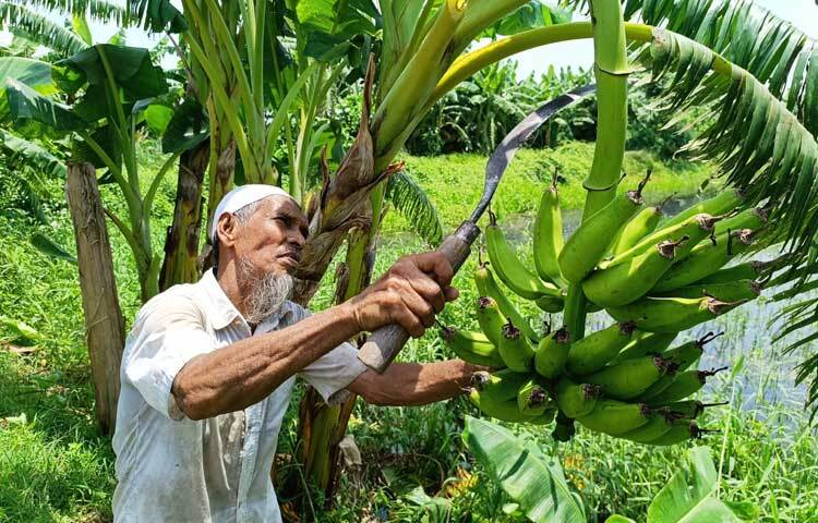 নানা প্রতিকূল পরিবেশের মধ্যেও অধিকাংশ কলা গাছে ফল ধরেছে। এতে বেশ খুশি এই কৃষক। ছবি: রাশেদুল ইসলাম রাজু