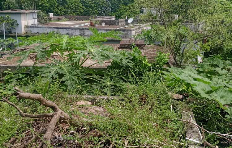 ফল-সবজির পাশাপাশি ওষুধি গাছের মধ্যে আছে পুদিনা পাতা, থানকুনি পাতা, ওরিগানো, মাশরুম, স্পারাগাস, জাত নিমসহ নাম না জানা বেশ কয়েক প্রজাতির গাছ। ছবি: হাসান আলী