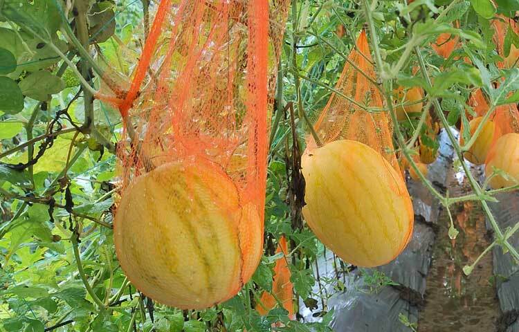 উপজেলার বিভিন্ন এলাকায় এসব তরমুজ আবাদ করা হয়েছে। ছবি: এম মাঈন উদ্দিন
