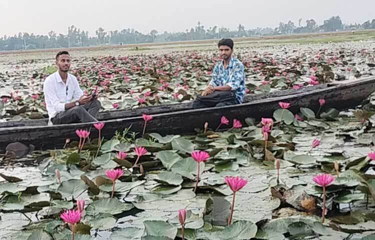 পর্যটকদের আগমনে দিন দিন মুখরিত হচ্ছে এই পাটা ধোঁয়া শাপলা বিল। শাপলার মাঝে বাংলার চিরন্তন রূপ খুঁজে পাচ্ছে এখানকার বসতিরা। ছবি: ফজলুল করিম ফারাজী