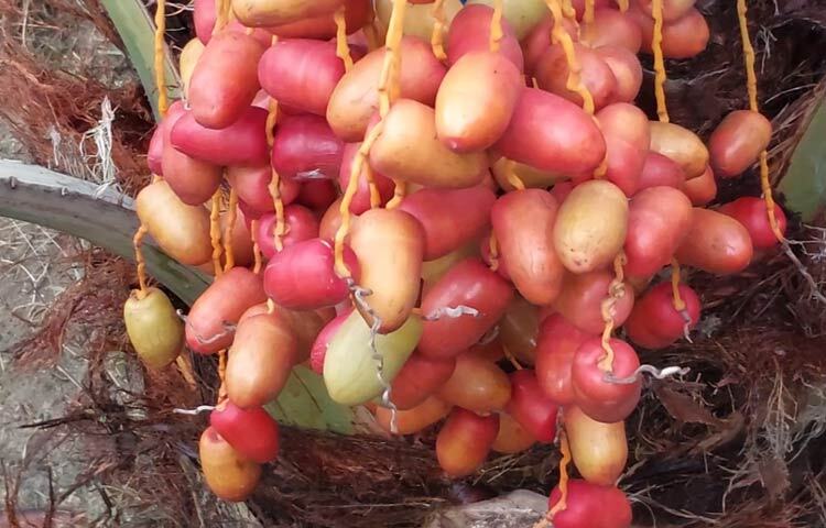 আক্কেলপুর উপজেলা কৃষি কর্মকর্তা ইমরান হোসেন জাগো নিউজকে বলেন, ‘খেজুর মূলত সৌদি আরবে বাণিজ্যিকভাবে চাষ হয়। সাইফুল ইসলামও তাদের মধ্যে একজন। আমরা তার বাগানের খোঁজ রাখছি। সরকারিভাবে কোনো ধরনের সহযোগিতা এলে তাকে দেওয়া হবে।’ ছবি: আল মামুন