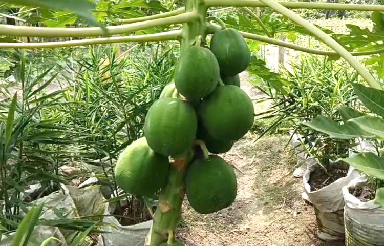 বস্তায় আদা চাষের জন্য আলাদা করে জমির দরকার নেই। অনেকের বাড়িতে এ পদ্ধতিতে চাষাবাদ হয়। আবার অতিবৃষ্টি বা বন্যায় ফসল ডুবে নষ্ট হওয়ার ভয় নেই। একটি ফসল তোলার পর আলাদা সার ছাড়াই আরেকটি ফসল ফলানো যায়। ছবি: আল মামুন