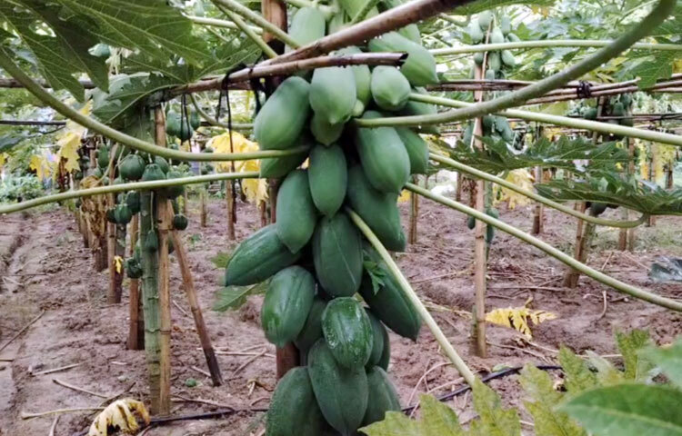 স্থানীয় কৃষি অফিস বলছে, কালীগঞ্জ উপজেলায় গ্রায় ৫০ হেক্টর জমিতে পেঁপে চাষ করা হয়েছে। উপজেলার নাগরী ইউনিয়নে সবচেয়ে বেশি চাষ হয়েছে। কৃষকেরা উৎপাদিত সবজি নিয়ে বাজারে পাইকারি ও স্থানীয় লোকজনের কাছে বিক্রি করছেন। ছবি: আব্দুর রহমান আরমান