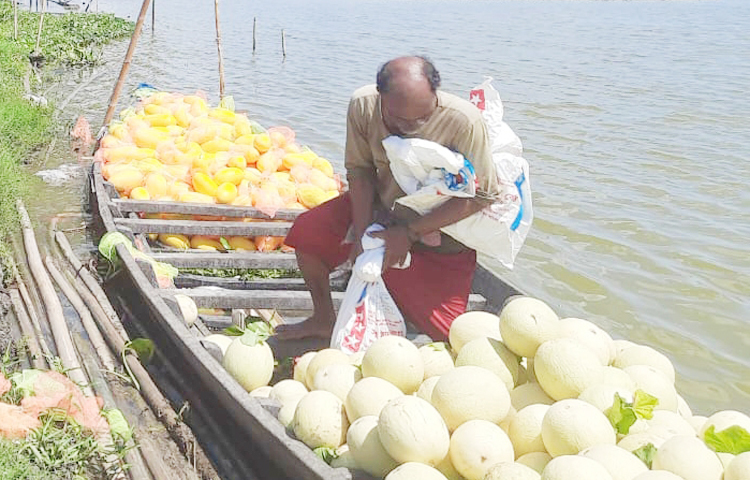 কালিয়া পৌরসভার কাউন্সিলর প্রদীপ কুমার বর্মণ জানান, ১৫০ বিঘা মাছের ঘেরের পারে ১০ হাজার চারা রোপণ করে খরচ হয়েছে ৮ লাখ টাকা। ৯০ হাজার কেজি তরমুজের ফলন হওয়ার প্রত্যাশা করছেন তিনি। বাজারমূল্য ঠিক থাকলে ৪০-৫০ টাকা পাইকারি কেজিদরে বিক্রি করে প্রায় ৪০ লাখ টাকা লাভ করতে পারবেন। ছবি: হাফিজুল নিলু