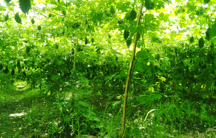 মিনিগাড়ী গ্রামের কৃষক গোলাম আজম জাগো নিউজকে বলেন, ‘বীজ বপনের ৪০-৬০ দিনের মধ্যেই গাছ থেকে করলা পাওয়া যায়। এক মাসেরও বেশি সময় ধরে করলা সংগ্রহ করা যায়। প্রতিবিঘা জমিতে ৬০-৭০ মণ পর্যন্ত ফসল পাওয়া যায়। প্রতি বিঘায় খরচ হয় ৩০-৩৫ হাজার টাকা। বিক্রি করা যায় ১ লাখ টাকার বেশি।’ ছবি: আল মামুন