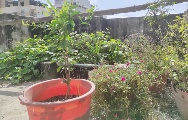 নওগাঁর প্রকৃতি ও ফুলের সৌন্দর্যে মুগ্ধ হয়ে সাকিলা লিলি ও গাঁদা ফুলের গাছ লাগিয়েছেন। তিনি বলেন, ‘গাঁদার গন্ধ মশা তাড়াতে সাহায্য করে, আর লিলির সৌন্দর্য আমাকে প্রতিদিন প্রকৃতির কাছাকাছি থাকার অনুভূতি দেয়। নওগাঁর ফুলের সেই সৌন্দর্য আমি আমার ছাদেই ফিরিয়ে আনতে চেষ্টা করেছি, যাতে শহরের ব্যস্ত জীবনে কিছুটা প্রশান্তি পাই। এ ছাড়া আমার ছাদ বাগানে অন্য গাছও আছে।’ ছবি: মামুনূর রহমান হৃদয়