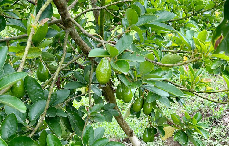 গাছের মধ্যে থোকায় থোকায় ঝুলছে অ্যাভোকাডো। ওমর শরীফের বাগানে আছে অনেক দেশি-বিদেশি ফল গাছ। কয়েক বছর আগে ইন্দোনেশিয়া থেকে ১০ পিস অ্যাভোকাডো গাছের চারা সংগ্রহ করে বাগানে লাগানো হয়। ২০২২ সাল থেকে কয়েকটি গাছে ফলন আসতে শুরু করে। এ বছরও গাছে ফলন এসেছে। ছবি: এম মাঈন উদ্দিন