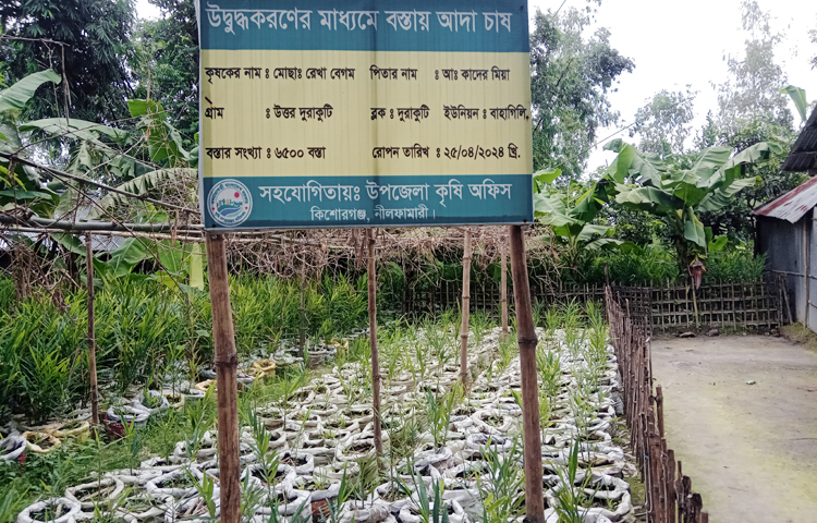 কম খরচে আদা চাষের আগ্রহ ও পরিবারের খাদ্য চাহিদা মিটিয়ে বিপণন বাড়াতে সংশ্লিষ্ট কৃষি অফিস পরামর্শ দিয়ে আসছে। বসতবাড়ি ও অন্য ফসলের সঙ্গে সাথি ফসল হিসেবে বেশ জনপ্রিয় হয়ে উঠেছে বস্তায় আদা চাষ। কম খরচে উৎপাদন হওয়ায় খাদ্যের চাহিদা পূরণ করে বিপণন করা সম্ভব বলে আশা করছেন তারা। ছবি: ইব্রাহিম সুজন