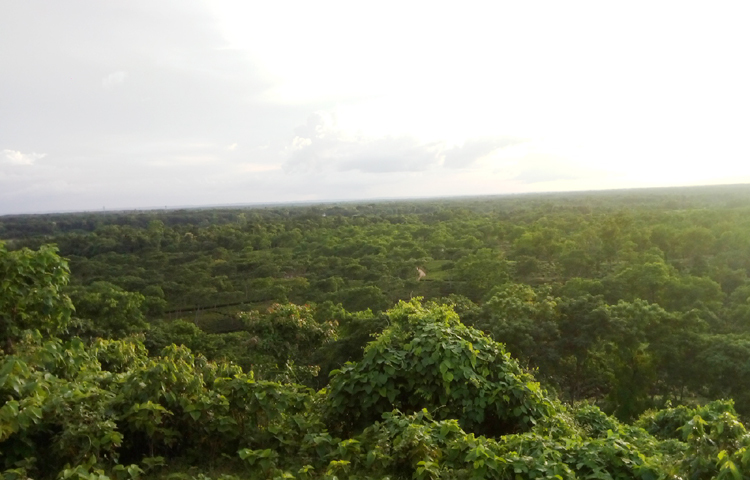এ যেন সবুজ অরণ্য। চারদিকে বিভিন্ন প্রজাতির বৃক্ষ ছাড়া দুচোখে আর কিছুই দেখা যায় না। তার মধ্যে টিলার ওপর পাহাড়ি রাস্তা। সব মিলিয়ে অপরূপ এক দৃশ্য চোখে পড়ে। ছবি: জীবন পাল