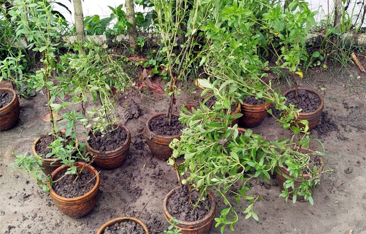 লালমনিরহাট কৃষি সম্প্রসারণ অধিদপ্তরের উপপরিচালক ড. সাইখুল আরেফীন বলেন, ‘স্টিভিয়া চিনির বিকল্প ফসল। একজন চাষ করেছেন। জেলার কৃষকদের স্টিভিয়া চাষের জন্য প্রশিক্ষণের ব্যবস্থা করবো। এর চাষ বাড়লে চিনির ঘাটতি পূরণে সহায়ক হবে।’ ছবি: রবিউল হাসান