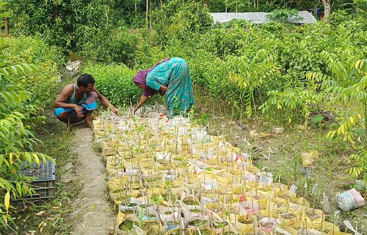 তার ছেলের নামে নামকরণ করেছেন ‘সোহাগ নার্সারি’। সিজনে ৮-১০ জন কর্মচারী কাজ করেন এ নার্সারিতে। এ ছাড়া সারাবছর ২ জন কর্মচারী কাজ করেন। চারা ওয়াহেদপুর ইউনিয়ন, মায়ানী, মঘাদিয়া, সাহেরখালীসহ বিভিন্ন বাজারে বিক্রি করেন। সরাসরি ও অনলাইনে বিক্রি করা যায়। বিদেশের চেয়ে বেশি আয় করছেন। ছবি: এম মাঈন উদ্দিন