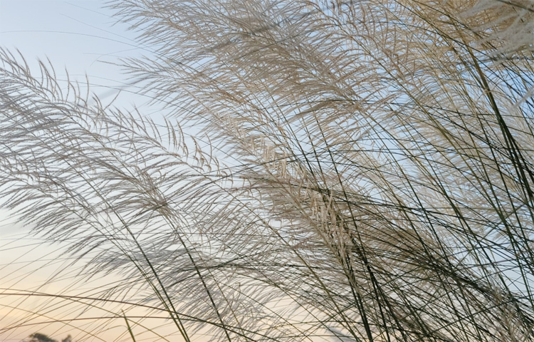 বাংলাদেশে সবচেয়ে জনপ্রিয় কাশফুল। নদ-নদীর তীরে বা জলাশয়ের ধারে কাশফুল বেশি জন্মে। কাশবন শুধু প্রকৃতিপ্রেমীর তৃপ্তি মেটায় না। আগে অনেকেই ঘর তৈরি করতেন। পানের বরে ছাউনি হিসেবে ব্যবহৃত হয়। ছবি: আব্দুর রহমান আরমান