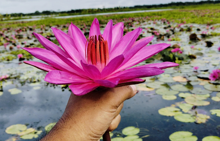 সাতলার শাপলা বিলের আকর্ষণ কেবল সৌন্দর্যে সীমাবদ্ধ নয়। এটি স্থানীয় ও জাতীয় পর্যটকদের জন্য গুরুত্বপূর্ণ গন্তব্য হয়ে উঠেছে। বছরের বিশেষ সময় বর্ষা এবং শরতে প্রচুর পর্যটক বিল পরিদর্শন করেন। ভোরের সূর্য এবং সূর্যাস্তের রঙে শাপলার বিল যেন আরও আকর্ষণীয় হয়ে ওঠে। ছবি: বি এম সাকিব