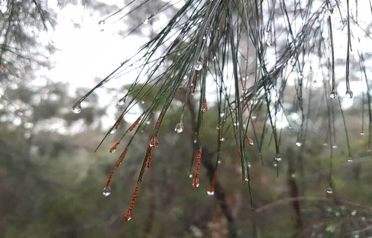 সকালের রোদে ঝলমল করছে গাছের পাতায় থাকা শিশিরবিন্দু। ছবি: মো. ইয়াকুব আলী
