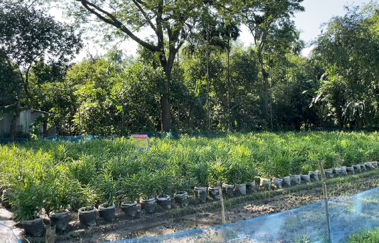 যার বিপরীতে মাত্র ৫০ হাজার মেট্রিক টন আদা উৎপাদনের সক্ষমতা আছে। বাকি আদা বিদেশ থেকে আমদানি করতে হয়। বস্তায় আদা চাষে গুরুত্ব দিলে আমদানি নির্ভরতা কমে আসবে। ছবি: এসকে রাসেল