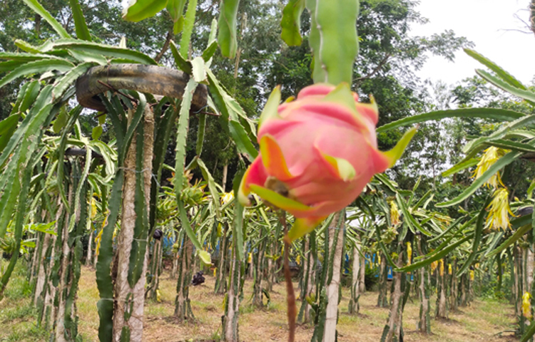 ড্রাগনে থাকে প্রচুর ভিটামিন সি। তাই এই ফল খেলে রোগ প্রতিরোধ ক্ষমতা বাড়ে। ক্যানসার ছাড়াও আলঝাইমার্স, পারকিনসন ও ডায়াবেটিস রোগের ঝুঁকি কমায় ড্রাগনে থাকা গুনাগুণ। হজমের জন্য অত্যন্ত উপকারী হলো ড্রাগন ফল। এটি শরীরের উপকারী ব্যাকটেরিয়া বাড়াতে সাহায্য করে। যে কারণে হজম ক্ষমতাও বাড়ে। ছবি: জাগো নিউজ