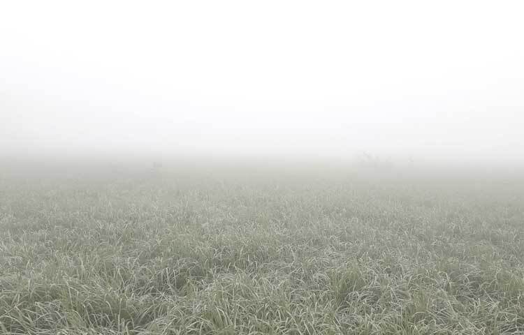 কুয়াশা দেখে মনে হচ্ছে শীত কড়া নাড়ছে দরজায়।