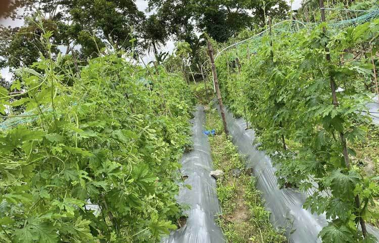 এছাড়া বৃষ্টির কারণে এবছর শীতকালীন সবজি রোপণে দেরী হয়ে গেছে। তবে শরতের শেষের দিকে জমিগুলো কিছুটা উপযোগী থাকায় বিভিন্ন জাতের সবজির চারা রোপণ ও পরিচর্যায় কৃষক পরিবারগুলোতে বেড়েছে ব্যস্ততা।