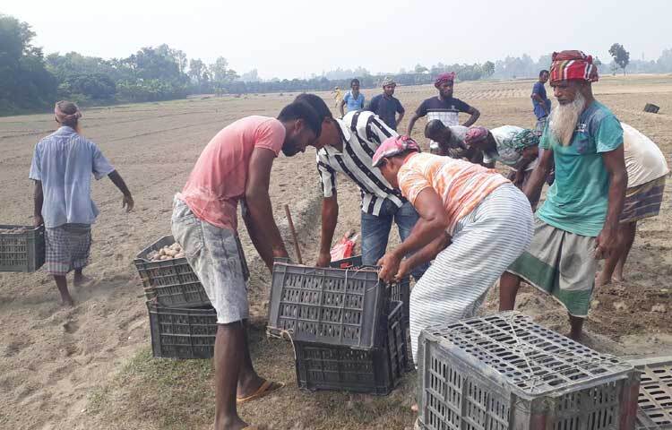 সরকারি দামের থেকে অনেক বেশী দামে কিনতে হচ্ছে বীজ ও সার।