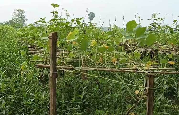 পাতা শুকিয়ে হলুদ হয়ে গেছে। ঝরে গেছে ফুল। ফলে মারাত্মক ফলন বিপর্যয় দেখা দিয়েছে।