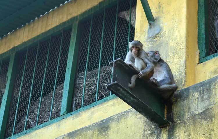 সেখান থেকেই পুরান ঢাকার সূত্রাপুরে এই বানরদের বসবাস।