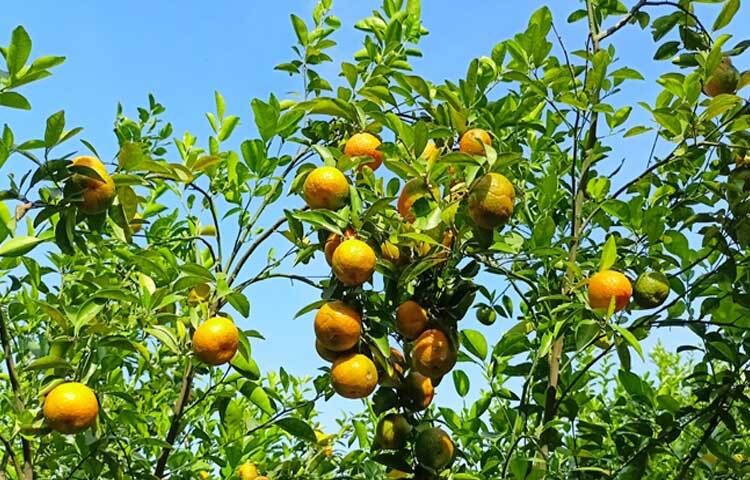 বিশেষজ্ঞদের মতে, কমলায় থাকে ভিটামিন বি৬, যা মানবদেহে প্রয়োজনীয় হিমোগ্লোবিন তৈরি করে।