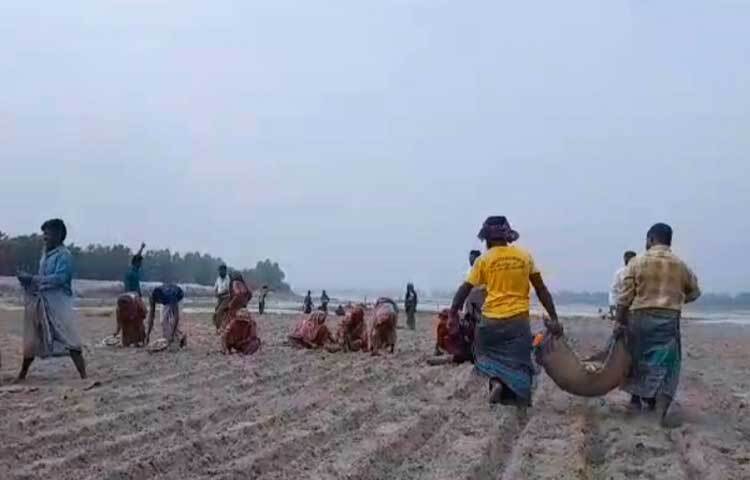 কুড়িগ্রাম সদর উপজেলার হলোখানা ইউনিয়নের মাস্টারহাট ধরলা নদীর চরে কৃষকরা আগাম আলু চাষ করছেন।
