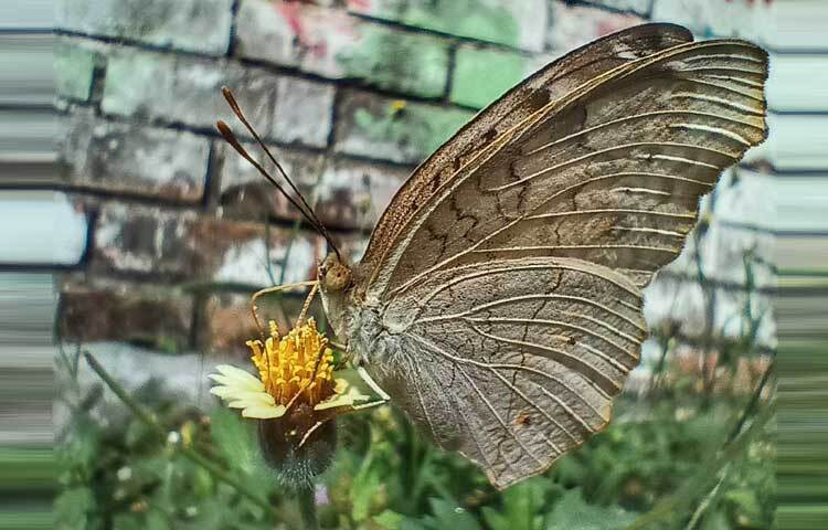 বিকেলের নরম রোদে ফুলে ফুলে ঘুরে বেড়াচ্ছে নানা রঙের প্রজাপতি।