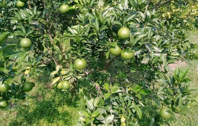 ফারাদুজজান ফাহিম স্বাবলম্বী হওয়ার পাশাপাশি সৃষ্টি করেছেন কর্মসংস্থান।