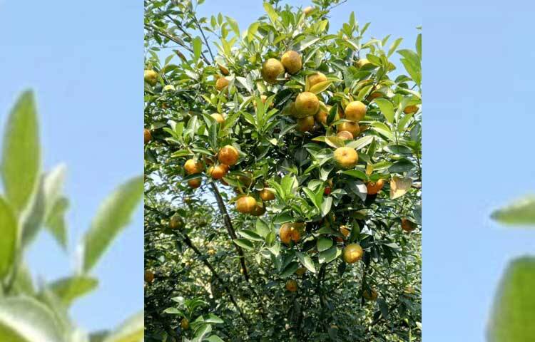 ‘রামরঙ্গন’ কমলার একটি ভ্যারাইটি জাত। এ জাতের কমলা চাষে সুবিধা হচ্ছে পরিপক্ব হওয়ার পরও গাছ থেকে ঝরে পড়ে না। পাকার পরও ফলটি এক মাস গাছে রাখা যায়।