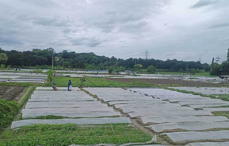 প্রতিটি জমিতেই কাজ করছেন ২-৪ জন কৃষক। সবুজ-শ্যামল দৃশ্যটি দেখে যে কারো মন জুড়িয়ে যাবে।