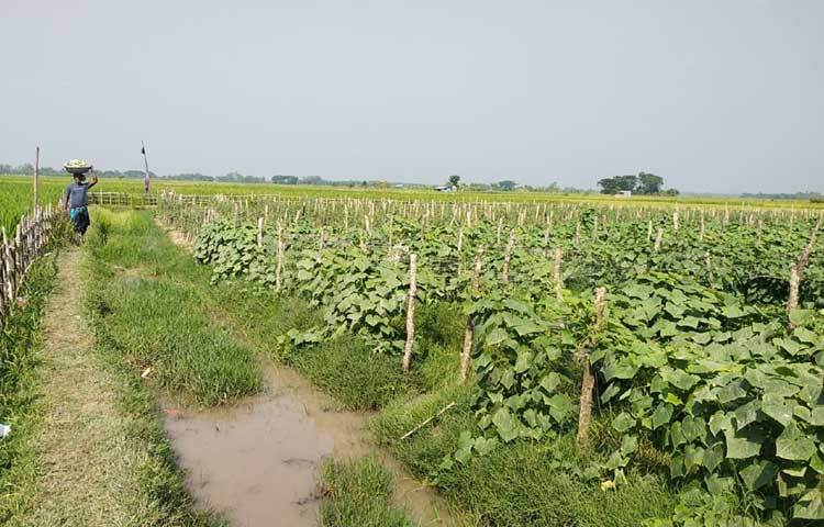 উপজেলা কৃষি অফিস সূত্রে জানা গেছে, উপজেলায় এ বছর ২২০ একর জমিতে খিরা আবাদের লক্ষ্যমাত্রা নির্ধারণ করা হয়েছে। এর মধ্যে ৮০ একর জমিতে আগাম জাতের খিরা চাষ হয়েছে।