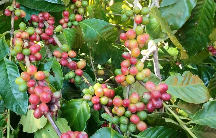 একসময় আমাদের দেশে কফি পানের তেমন প্রচলন না থাকলেও বর্তমানে বেশ জনপ্রিয় হয়ে উঠেছে। যান্ত্রিক জীবনে ক্লান্তি দূর করতে অধিকাংশ কর্মজীবীরা চুমুক তোলেন ধোঁয়া উঠা কফির কাপে।