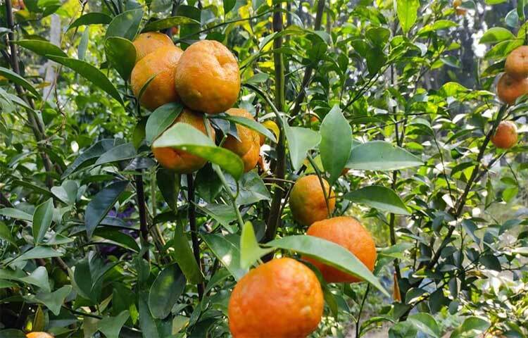 এছাড়া ক্যালোরি ফ্রি হওয়ার কারণে যারা ওজন নিয়ে চিন্তিত, তারা খাবার তালিকায় রাখতে পারেন এ টক-মিষ্টি ফলটি।