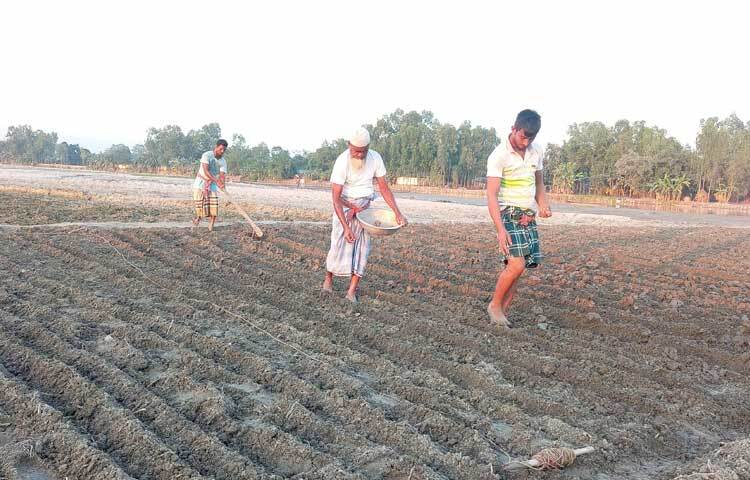 প্রতি বছর তিস্তার বালুচরে বিভিন্ন ফসল ফলিয়ে দিন বদলের স্বপ্ন দেখছেন কৃষকেরা।