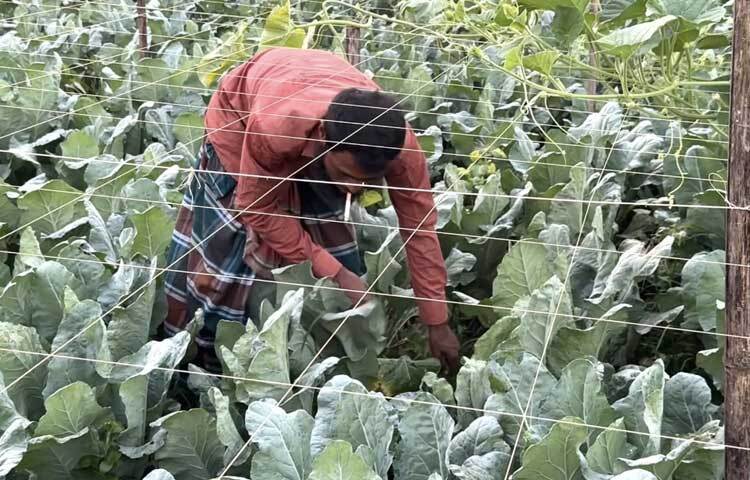 প্রতি বছর বিভিন্ন মৌসুমি শাক-সবজি চাষ করেন তিনি।