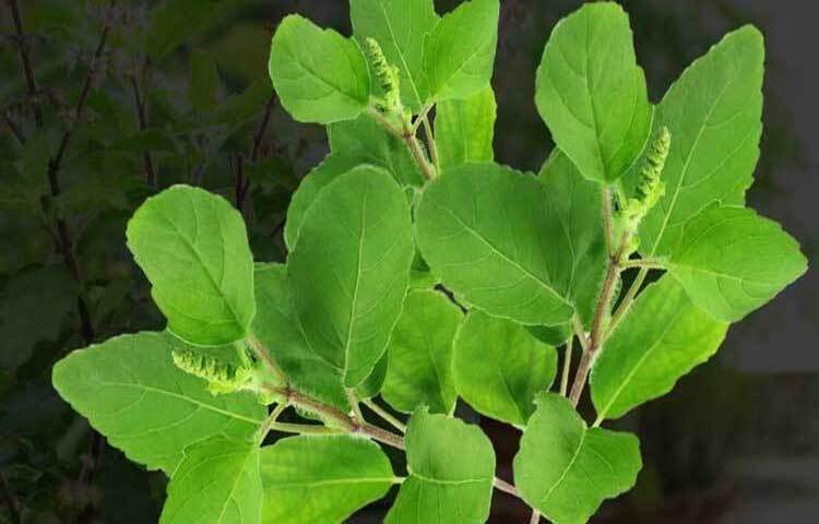 তুলসীর পুষ্টি উপাদান কাশি, সর্দি এবং হাঁপানির মতো শ্বাসকষ্ট দূর করতে সাহায্য করে। তুলসী শ্বাসযন্ত্রের উপর প্রশান্তিদায়ক অনুভূতি দেয়ার পাশাপাশি শ্বাসযন্ত্রের অস্বস্তি থেকেও মুক্তি দেয়।