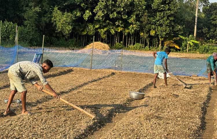 জমি তৈরিতে ব্যস্ত সময় পার করছেন তারা।