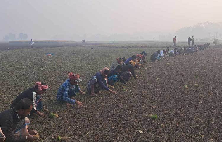কয়েক বছর ধরে পেঁয়াজের দাম ভালো পাওয়ায় এবার রেকর্ড পরিমাণ জমিতে পেঁয়াজের আবাদ করছেন জেলার কৃষকরা।
