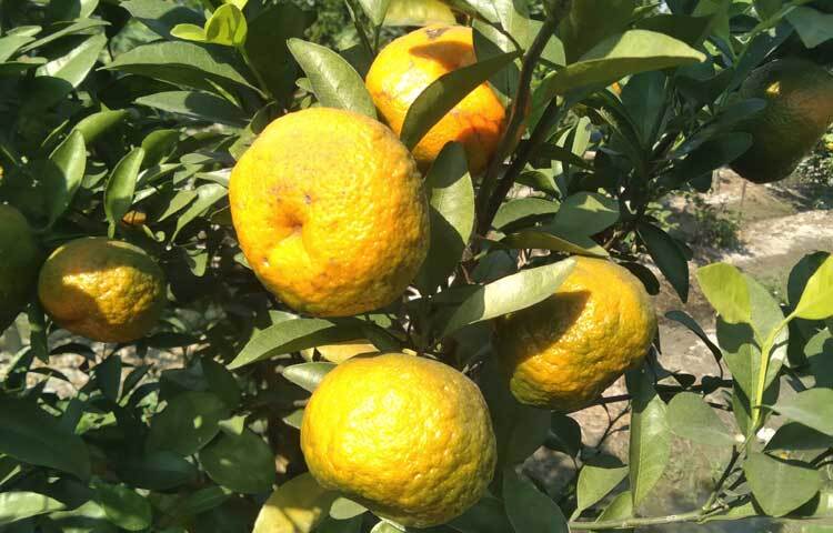 ভালো ফলন দেখে কমলা চাষে আগ্রহী হচ্ছেন এই জেলার কৃষকরা।