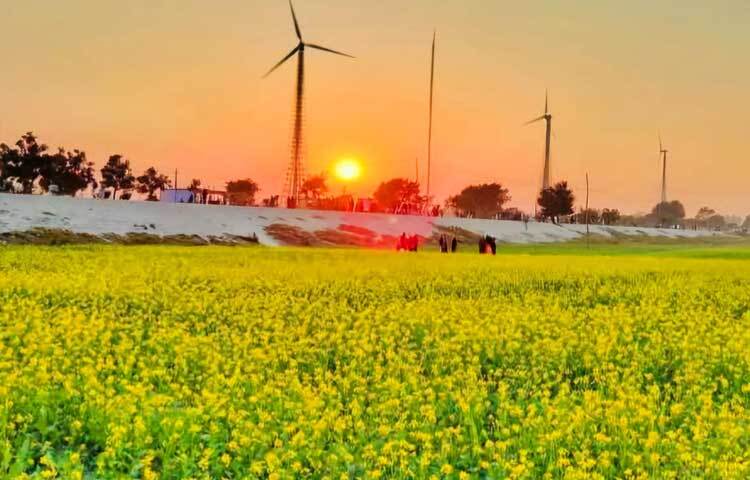 সরিষা চাষ কৃষির জন্য শুভ বার্তা। সরিষা চাষ মাটির উর্বরতা বাড়ানোর পাশাপাশি পরিবেশের ভারসাম্য বজায় রাখতে গুরুত্বপূর্ণ ভূমিকা পালন করে।