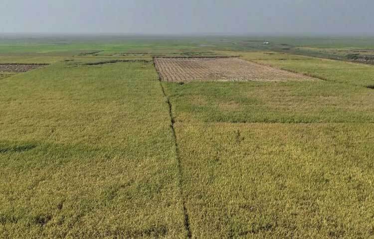 এ বছর জেলায় ২৫ প্রজাতির ধান চাষ করেছেন প্রান্তিক কৃষকেরা। যার মধ্যে বিনা-১৭, ব্রি-৪৯, ৯০, ৯৫ ও বিআর-২২, ব্রি-৮৭ বেশি চাষ হয়েছে।