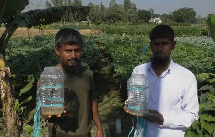 বগুড়াসহ রংপুর, নীলফামারী, দিনাজপুর এবং পঞ্চগড় জেলার বিভিন্ন এলাকায় দেখা মিলেছে বিষমুক্ত এসব সবজি ক্ষেতের।