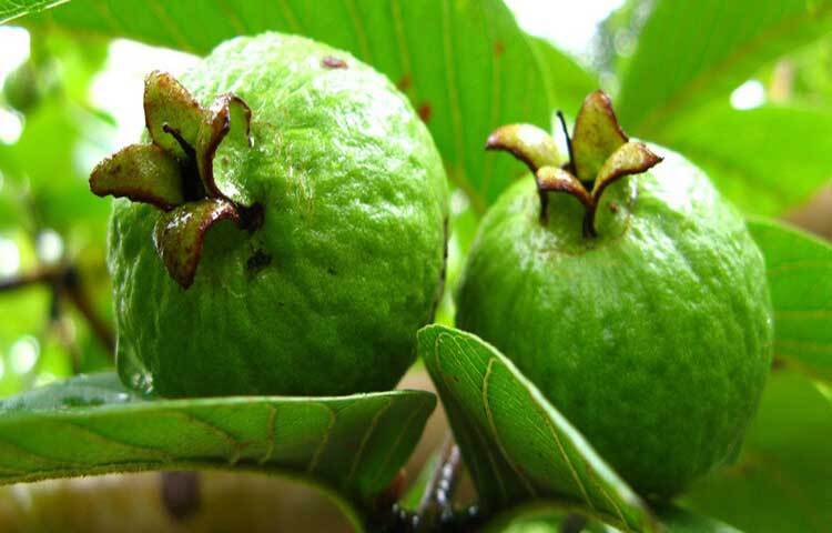 ডায়াবেটিস নিয়ন্ত্রণে পেয়ারার উপকারিতার বিষয়ে কয়েকটি গবেষণায় দেখা গেছে, প্রতিদিন পেয়ারা খেলে কমে ডায়াবেটিসের ঝুঁকি। ডায়াবেটিস রোগীরা নিয়মিত পেয়ারা খেলে রক্তে শর্করার মাত্রা কমে। একইসঙ্গে কোলেস্টেরলের মাত্রাও বশে থাকে। যা হৃদরোগের জটিলতা কমায়।