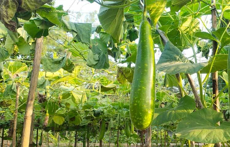 উপজেলার আবহাওয়া লাউ চাষের অনুকূলে। প্রয়োজনীয় কৃষিসামগ্রী সহজলভ্য। এসব সুযোগ-সুবিধা কাজে লাগিয়ে কৃষকেরা লাউ চাষ করছেন।