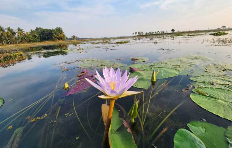 বিলের সৌন্দর্যে মনোমুগ্ধকর মাত্রা যোগ করেছে সাদা-বেগুনি শাপলা।